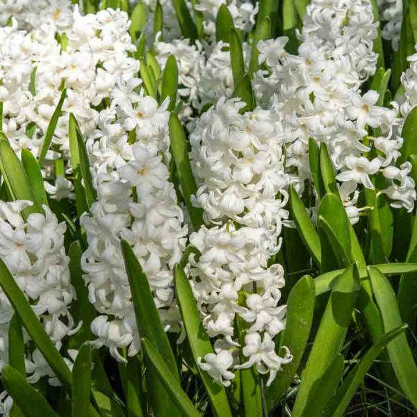 Bulbes à fleurs à planter à l'automne - Jacinthe Aiolos (x3) - face recto